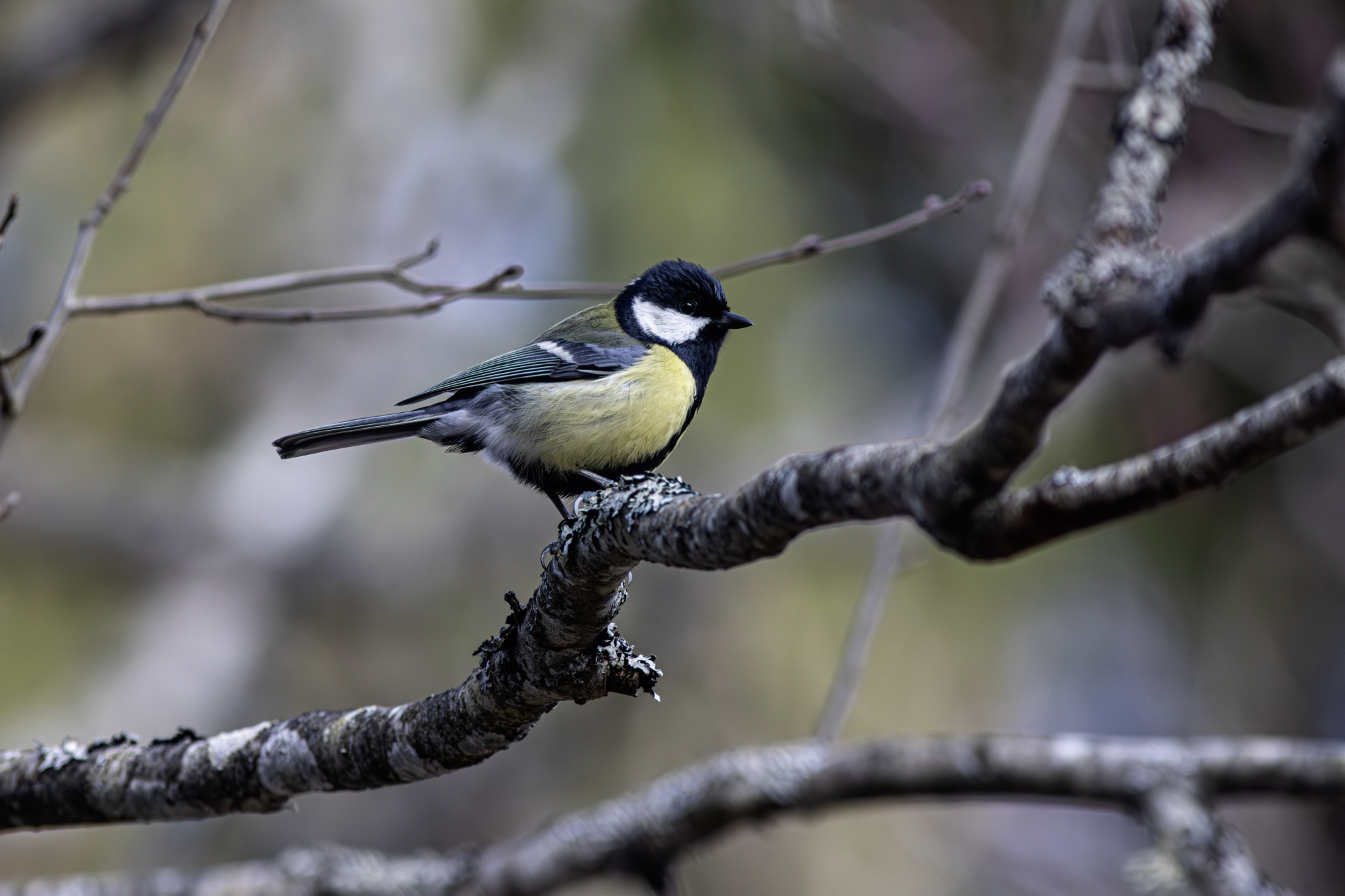 Great tit (Parus major)