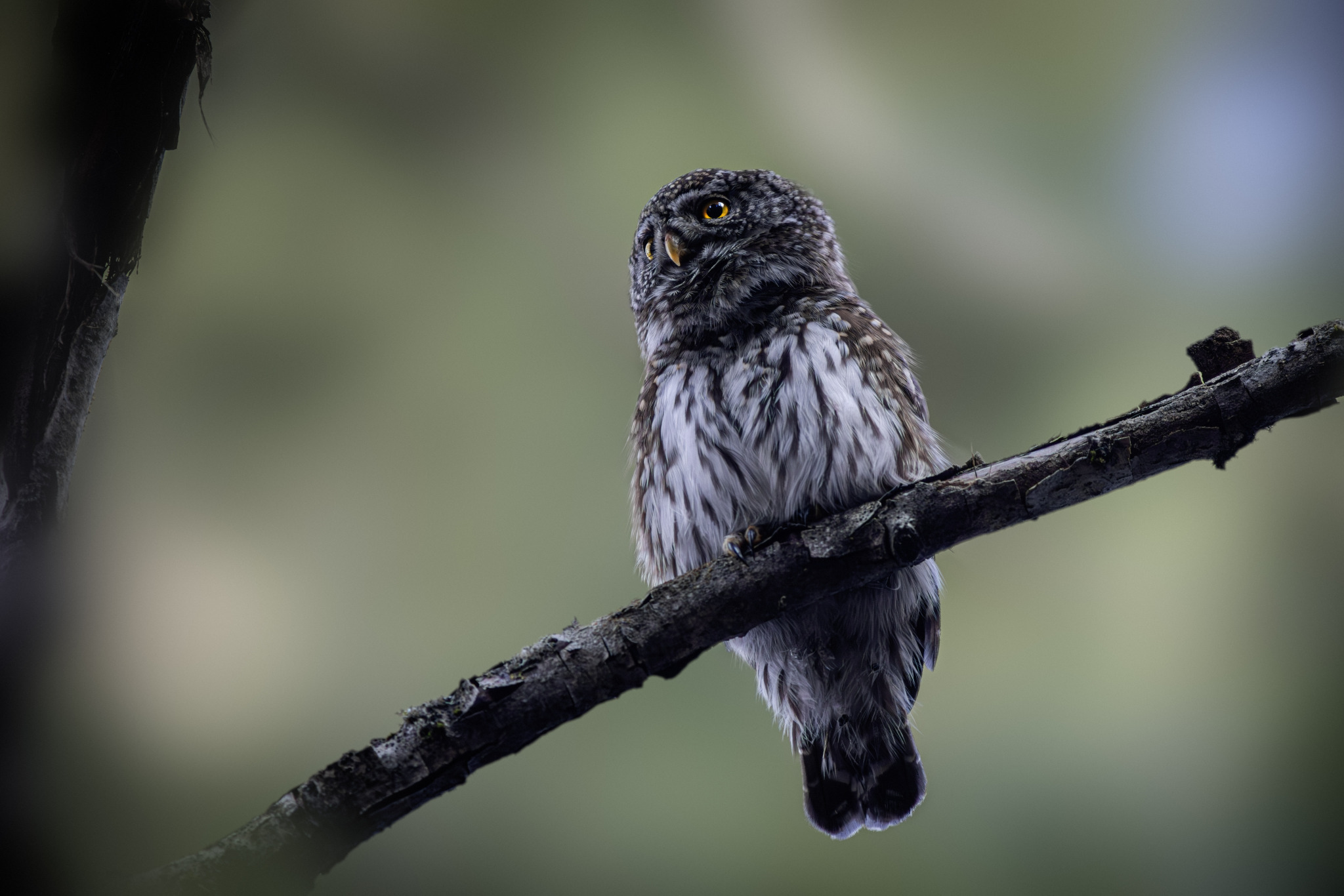 Eurasian pygmy owl (Glaucidium passerinum)