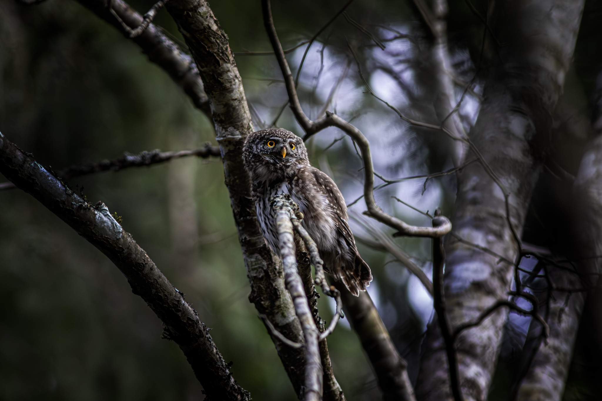 Eurasian pygmy owl (Glaucidium passerinum)