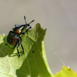 Aspen Leaf-rolling Weevil (Byctiscus populi)