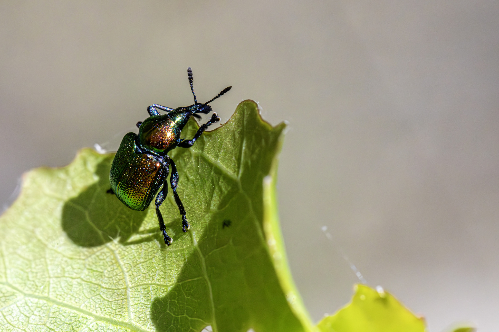 Aspen Leaf-rolling Weevil (Byctiscus populi)