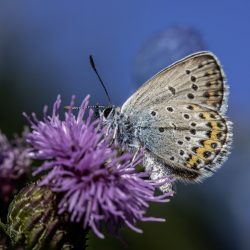 Silver-studded Blue (Plebejus argus)