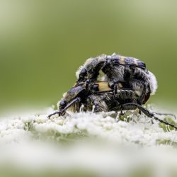 Eurasian bee beetle (Trichius fasciatus)
