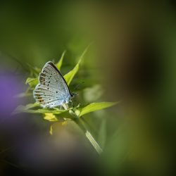 Small blue (Cupido minimus)