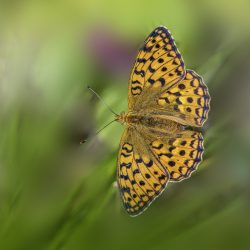 High brown fritillary (Fabriciana adippe)