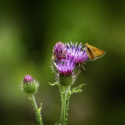 Essex skipper (​Thymelicus lineola)