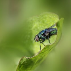 Common green bottle fly (Lucilia sericata)