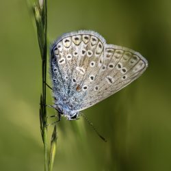 Common blue (Polyommatus icarus)