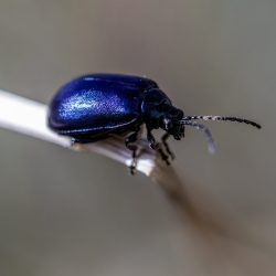 Alder Leaf Beetle (Agelastica alni)