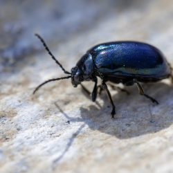 Alder Leaf Beetle (Agelastica alni)