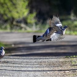 Common wood pigeon (Columba palumbus)