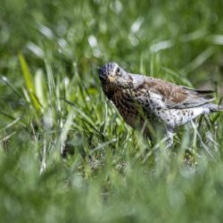 Fieldfare (Turdus pilaris)