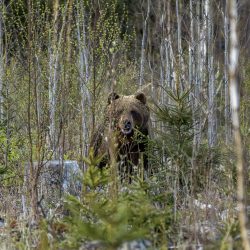 Brown bear (Ursus arctos)