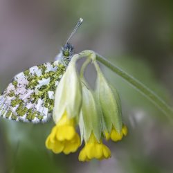 Orange Tip Butterfly (Anthocharis cardamines)