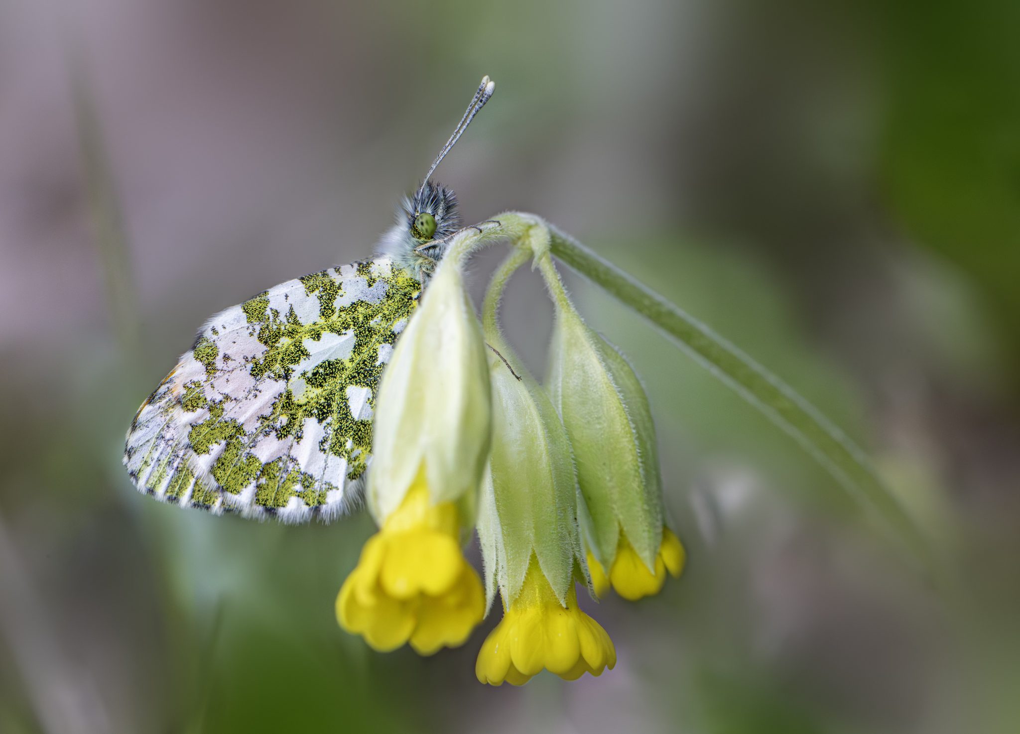Orange Tip Butterfly (Anthocharis cardamines)