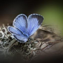 Holly blue (Celastrina argiolus)