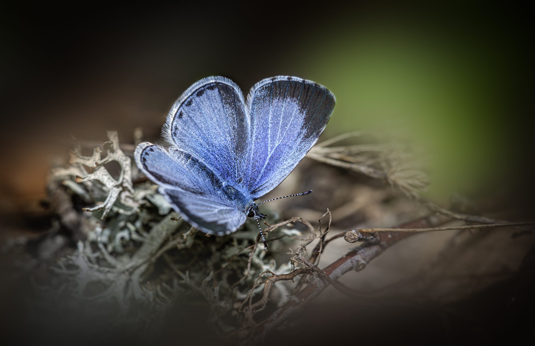 Holly blue (Celastrina argiolus)