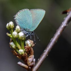 Green hairstreak (Callophrys rubi)