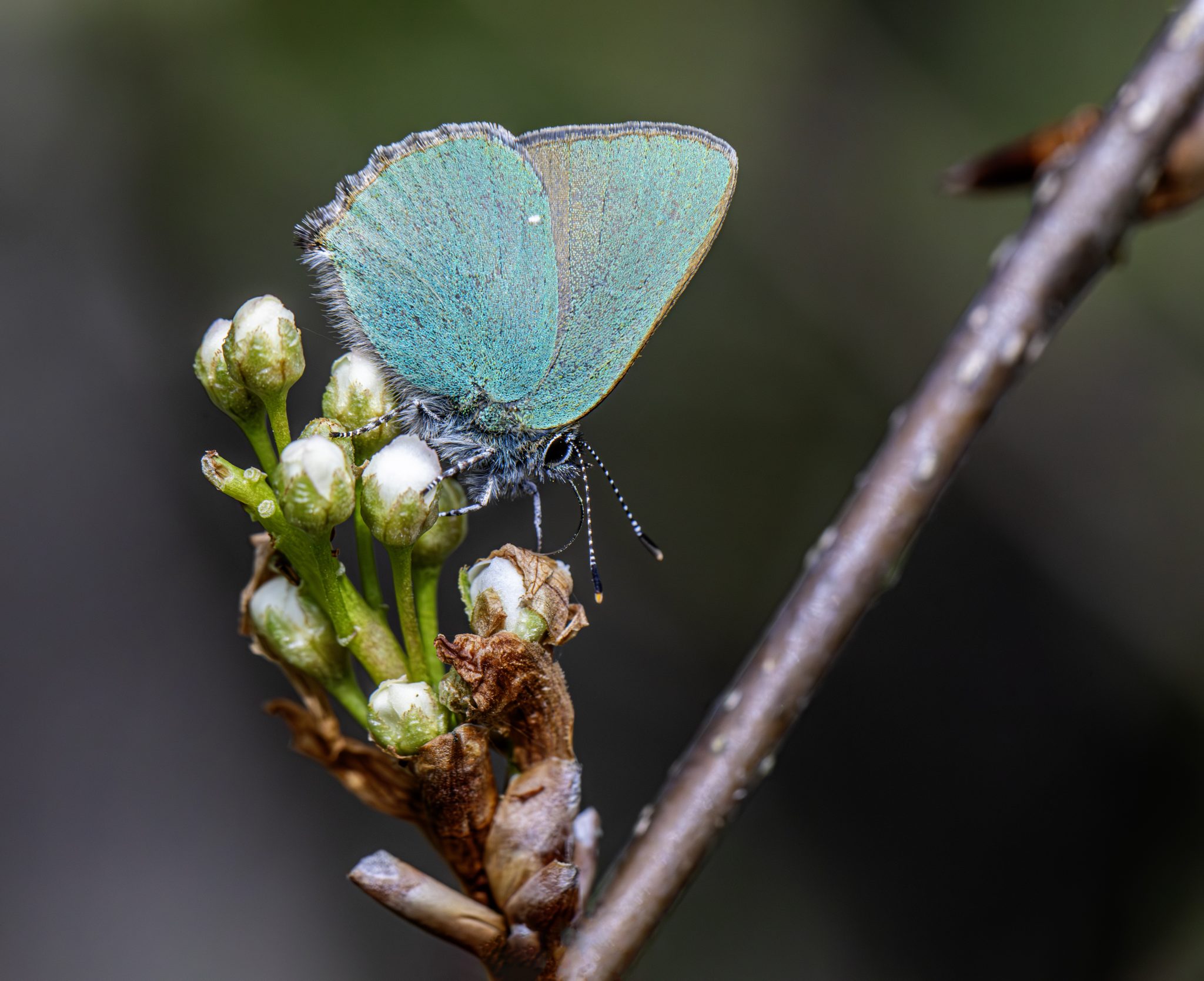 Green hairstreak (Callophrys rubi)