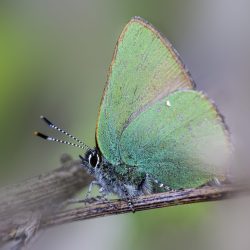 Green hairstreak (Callophrys rubi)
