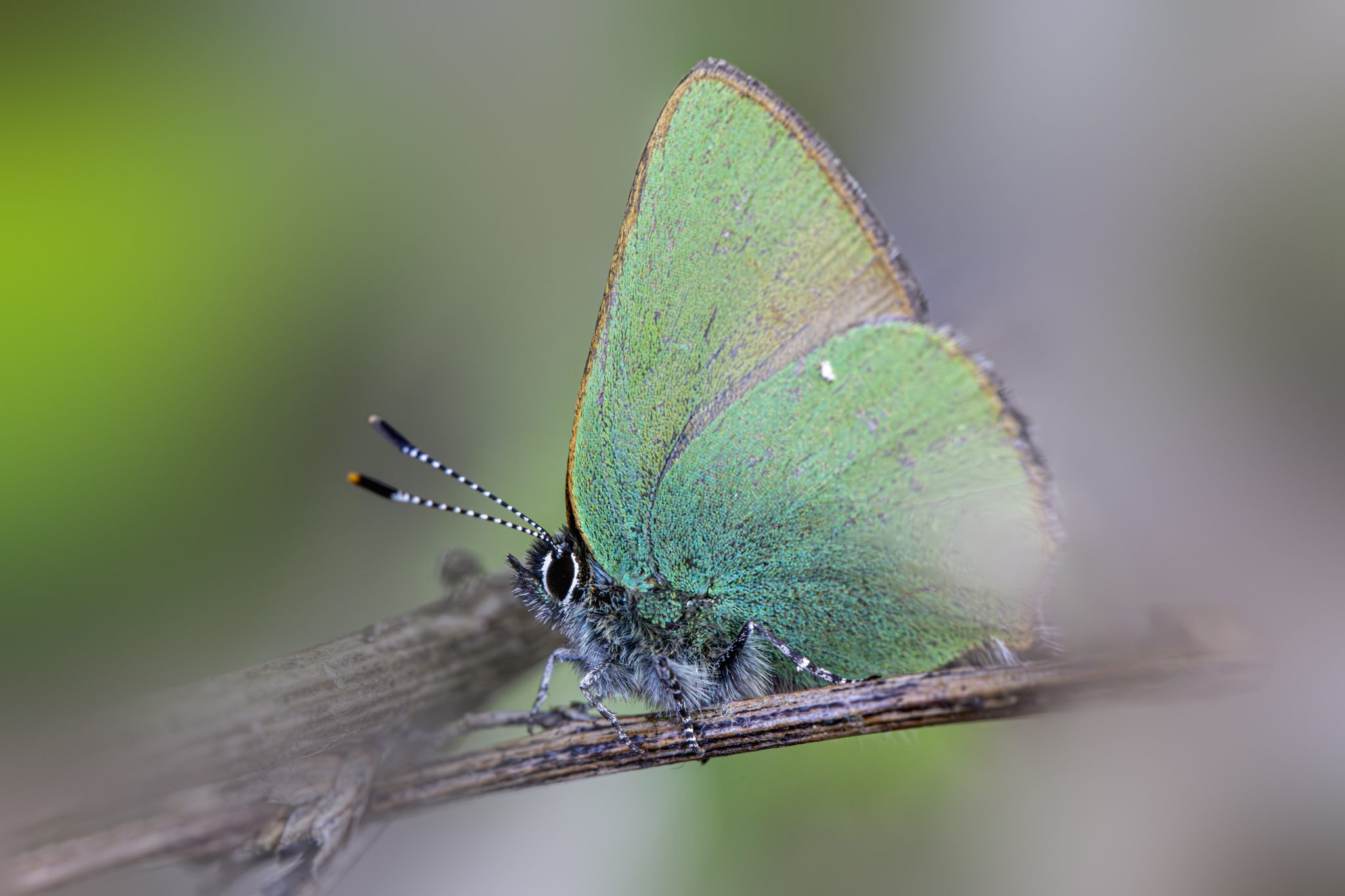 Green hairstreak (Callophrys rubi)