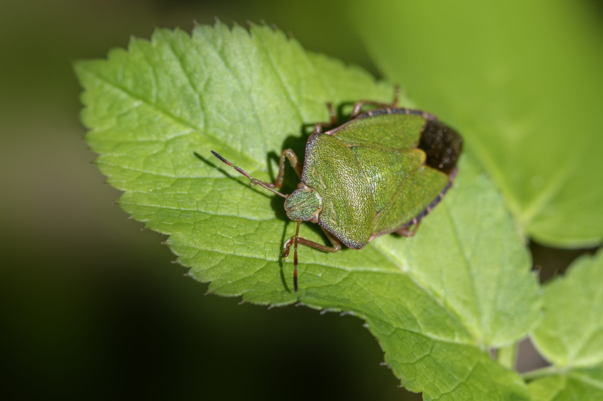 Green shield bug (Palomena prasina)