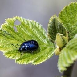 Alder Leaf Beetle (Agelastica alni)