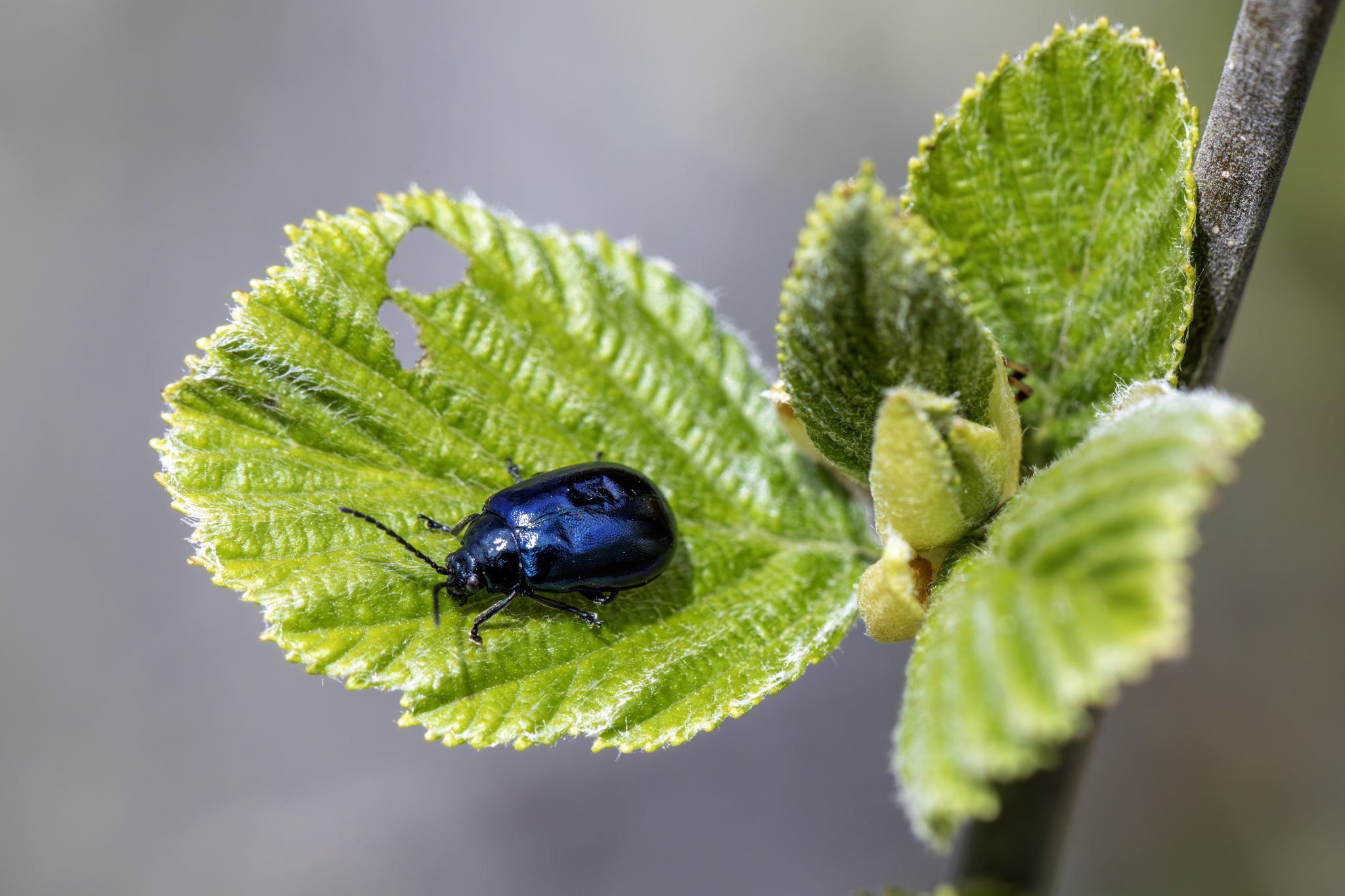 Alder Leaf Beetle (Agelastica alni)