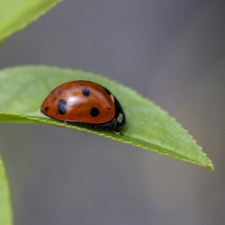 Seven-Spotted Ladybug (Coccinella septempunctata)