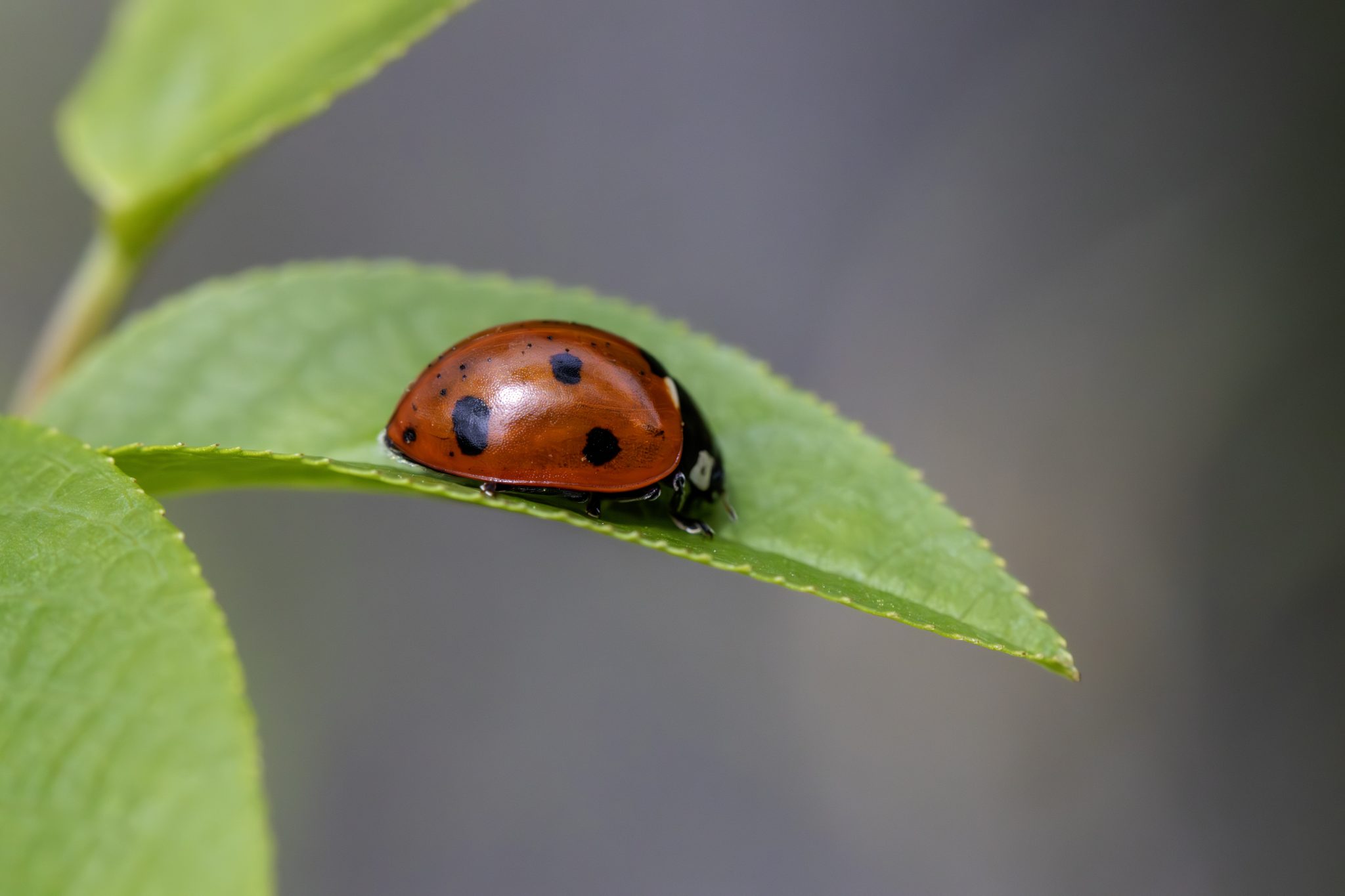 Seven-Spotted Ladybug (Coccinella septempunctata)
