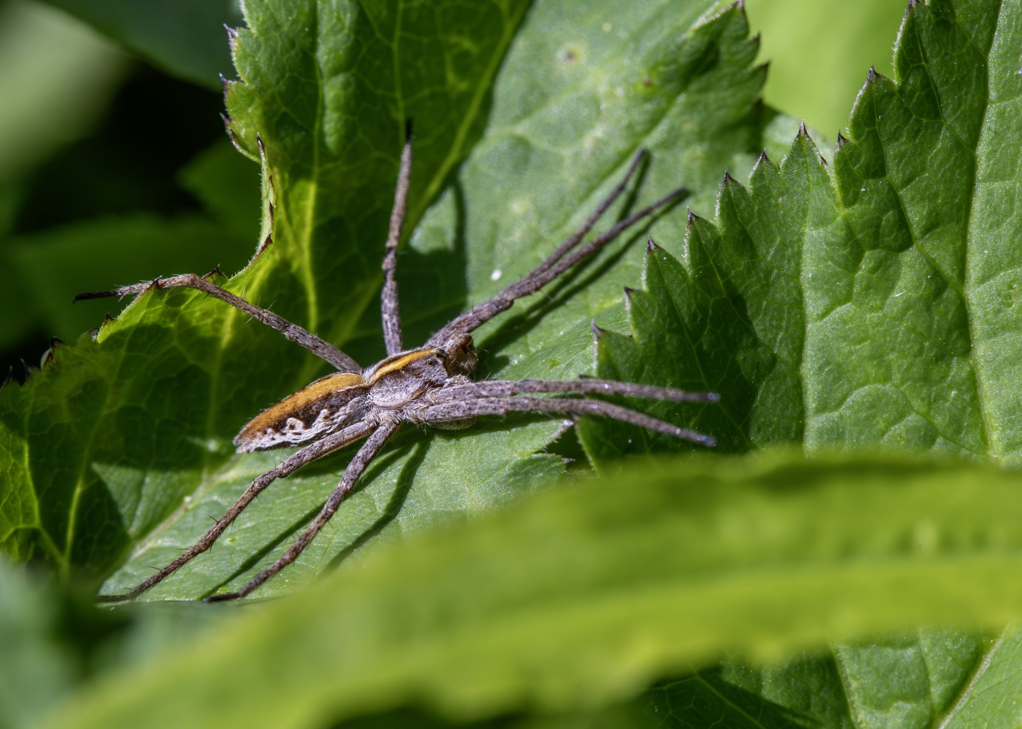 European nursery web spider (Pisaura mirabilis)