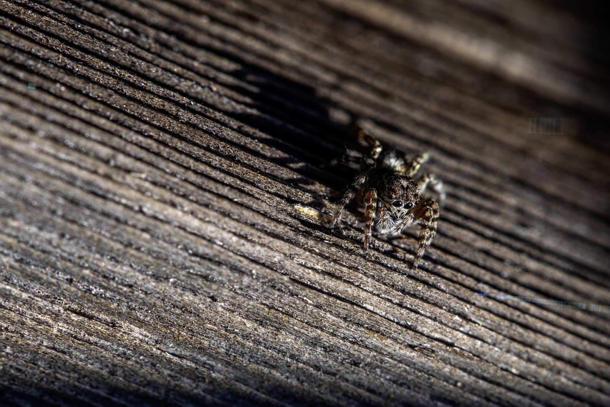 Jumping spider