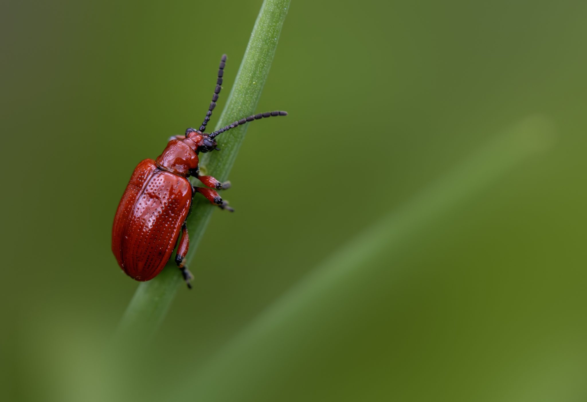 Lily leaf beetle (Lilioceris lilii)
