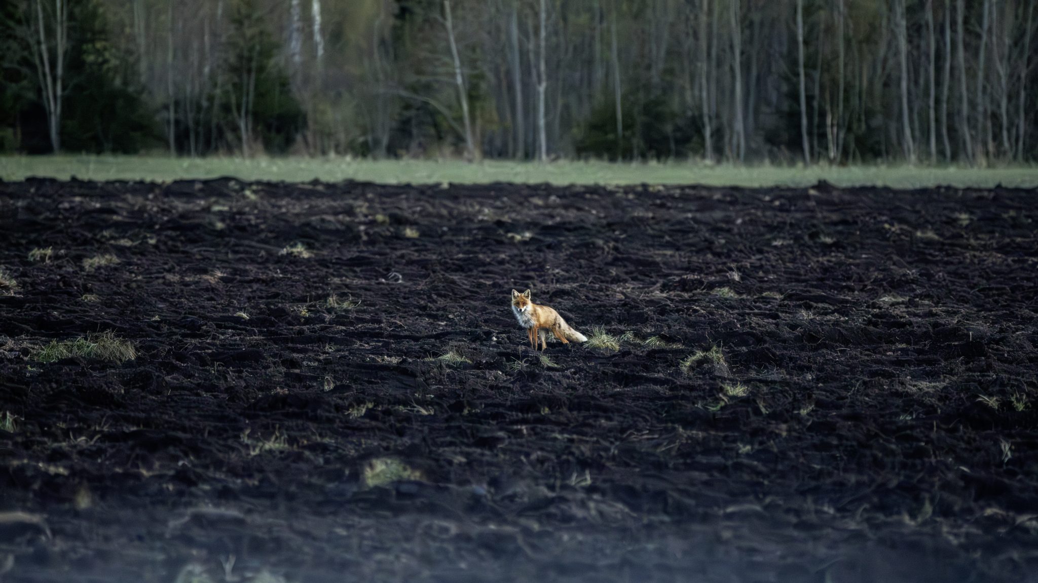 Red fox (Vulpes vulpes)
