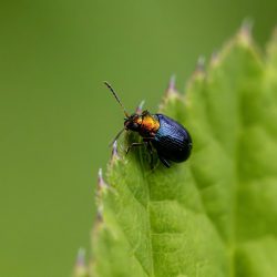 Willow Flea Beetle (Crepidodera aurata)