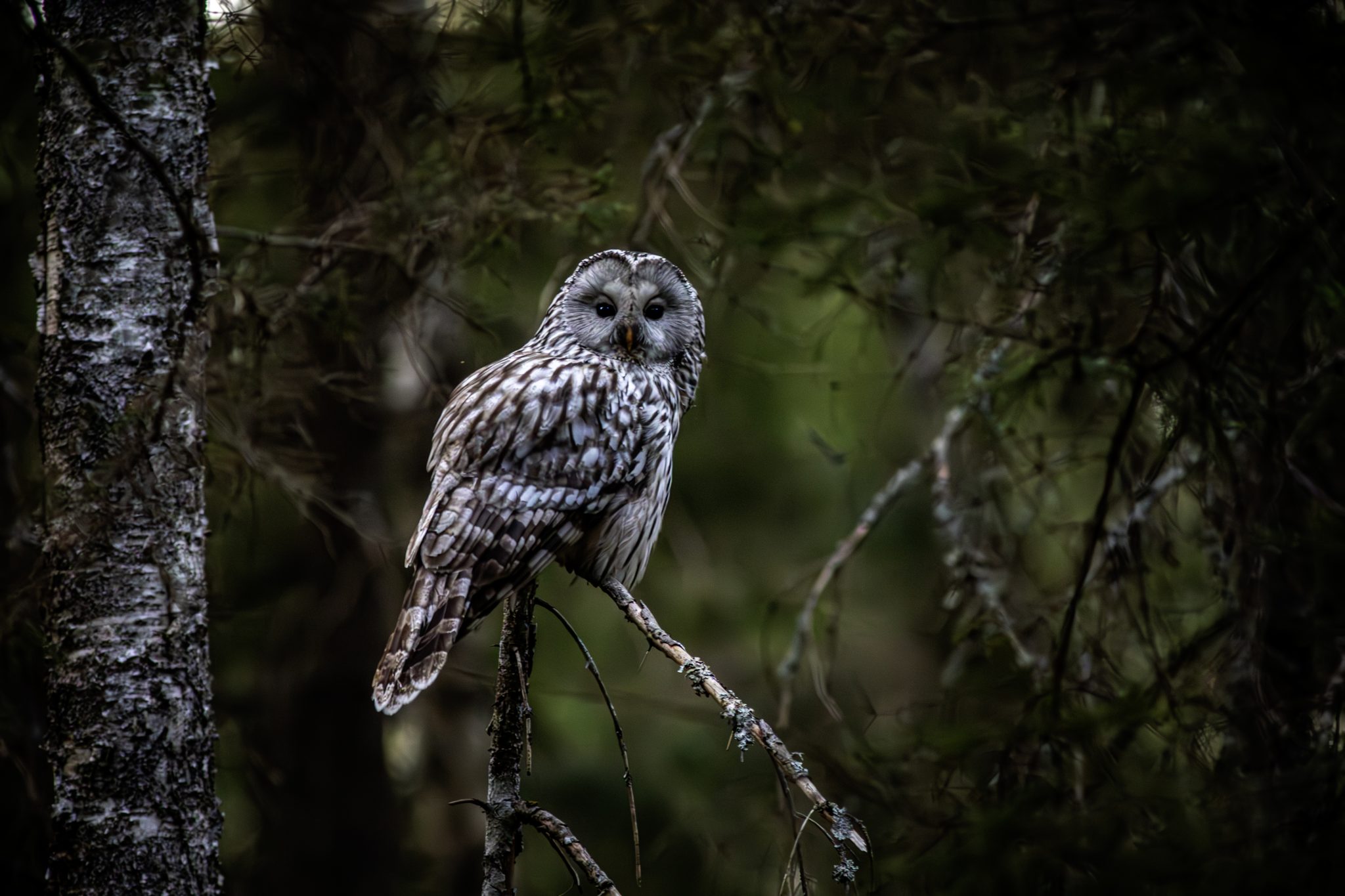 Ural owl (Strix uralensis)