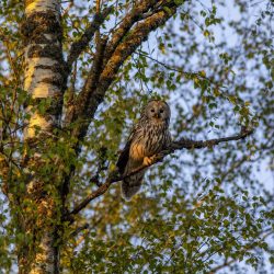 Ural owl (Strix uralensis)