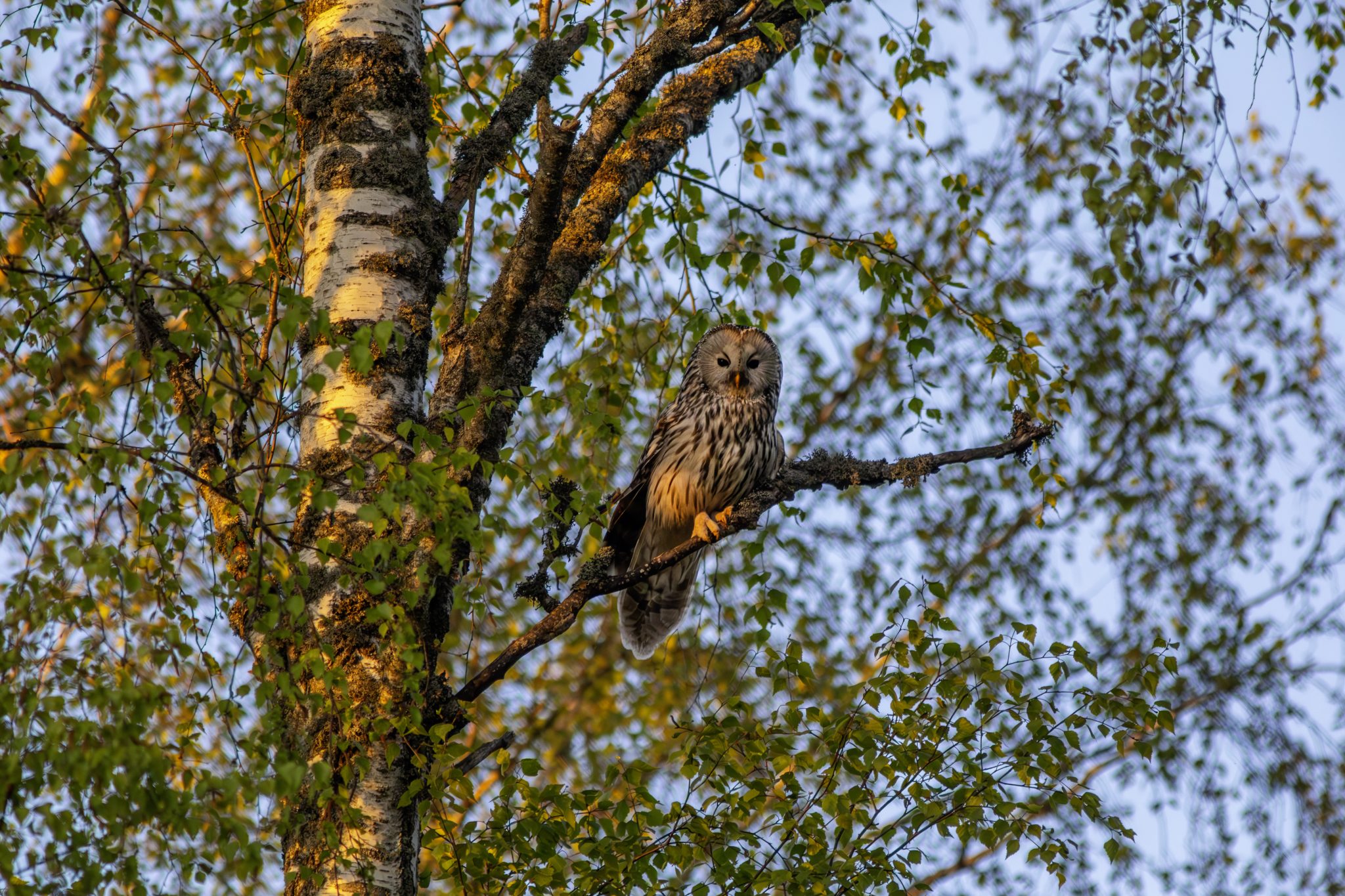Ural owl (Strix uralensis)