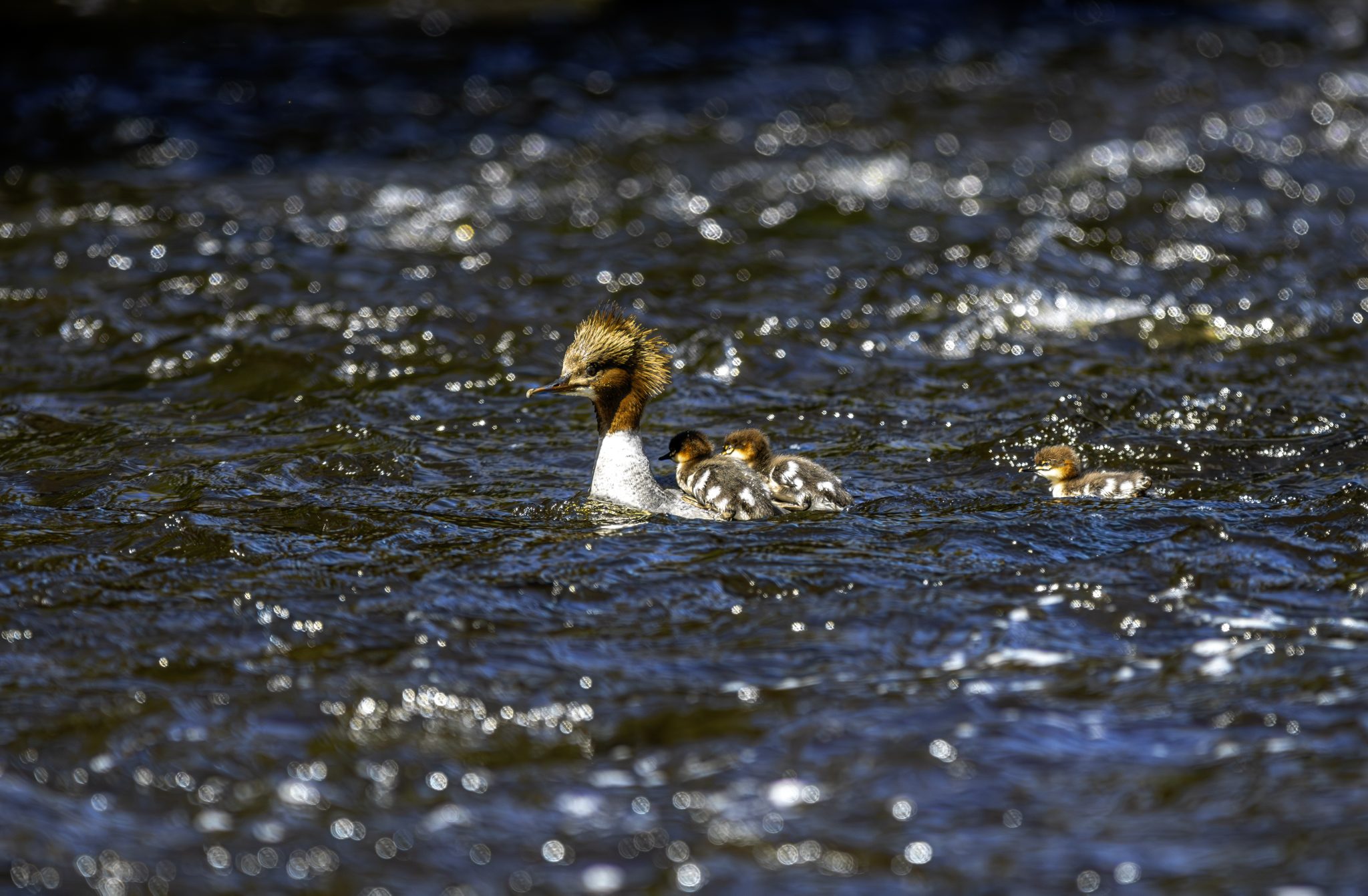 Common merganser (Mergus merganser)