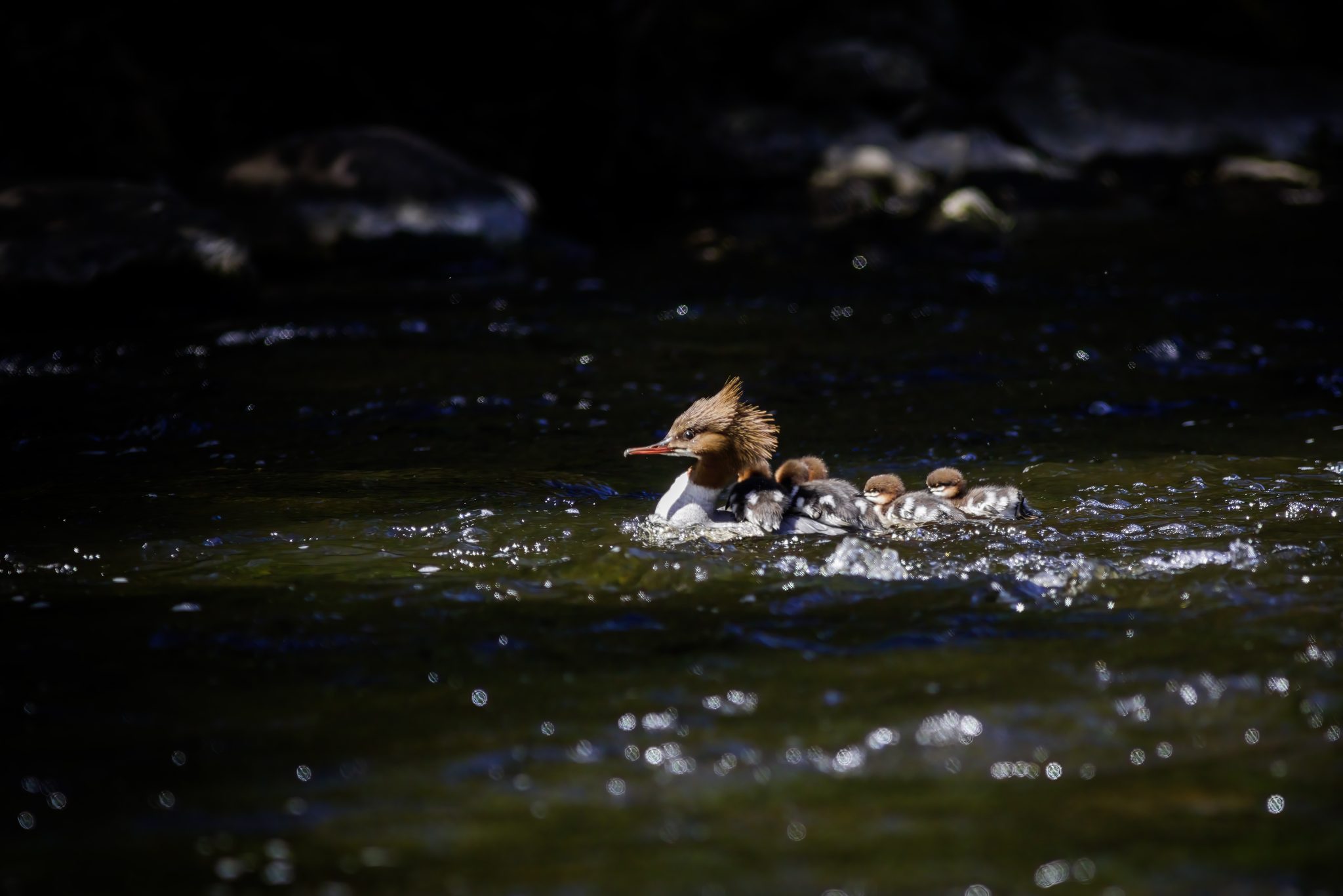 Common merganser (Mergus merganser)