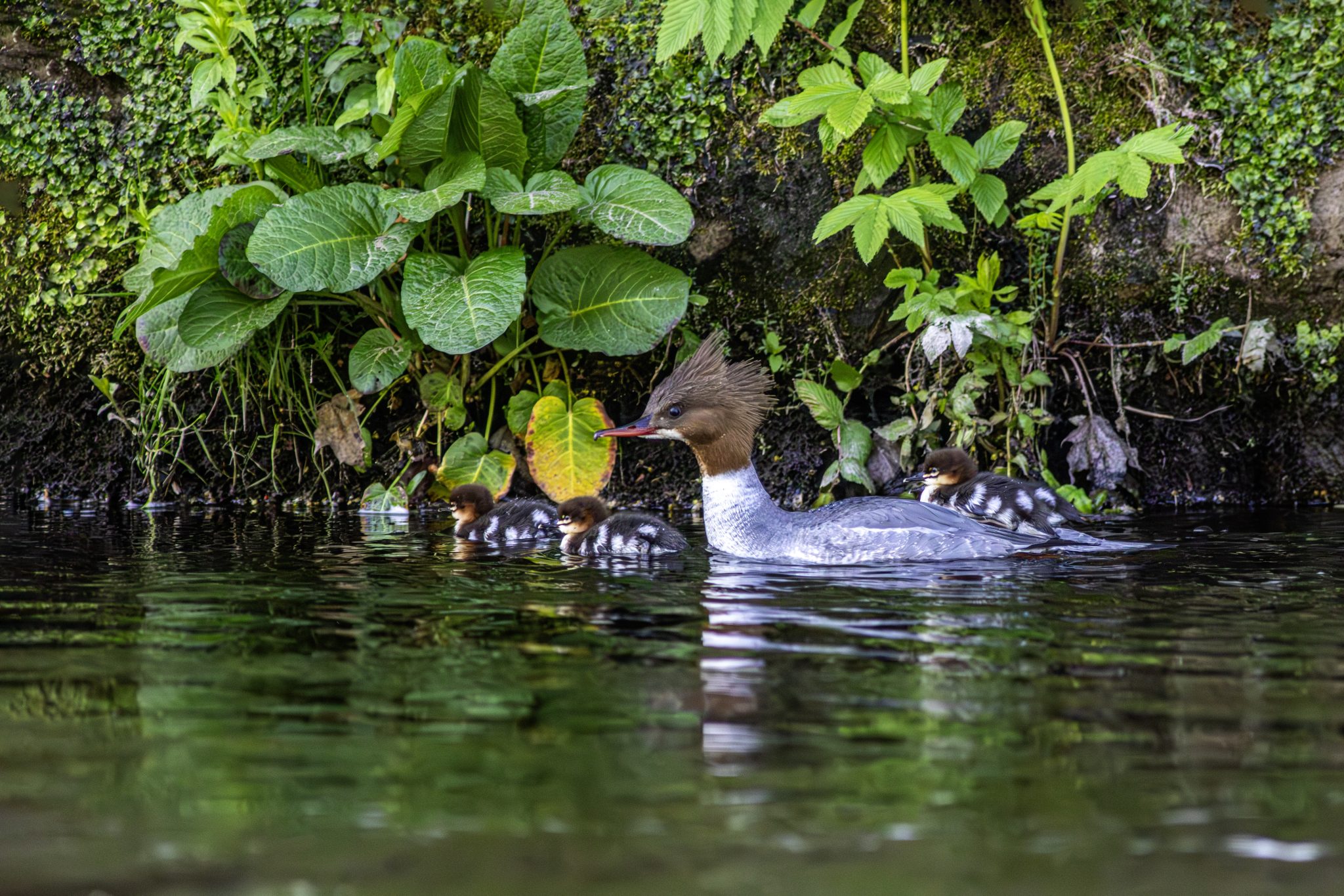 Common merganser (Mergus merganser)