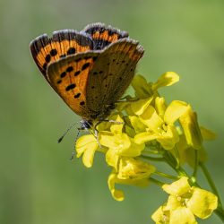 Small copper (Lycaena phlaeas)