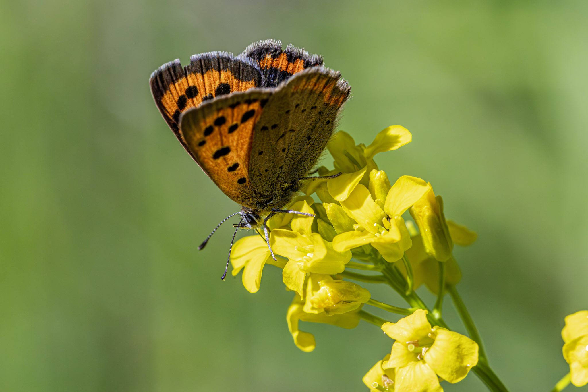 Small copper (Lycaena phlaeas)