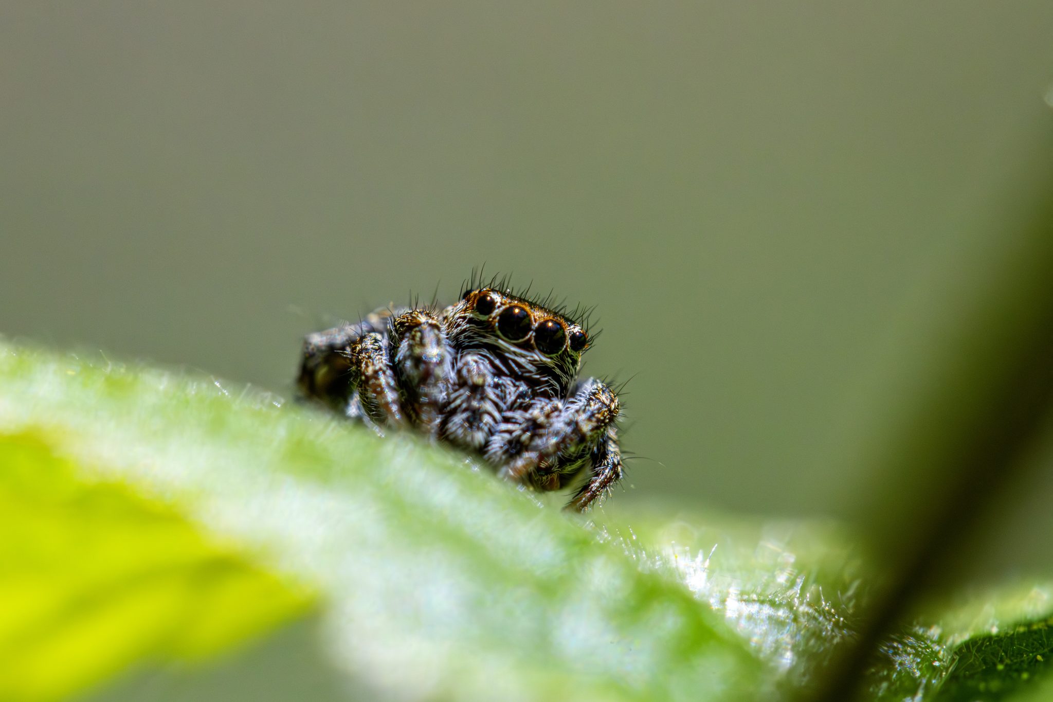 Jumping spider