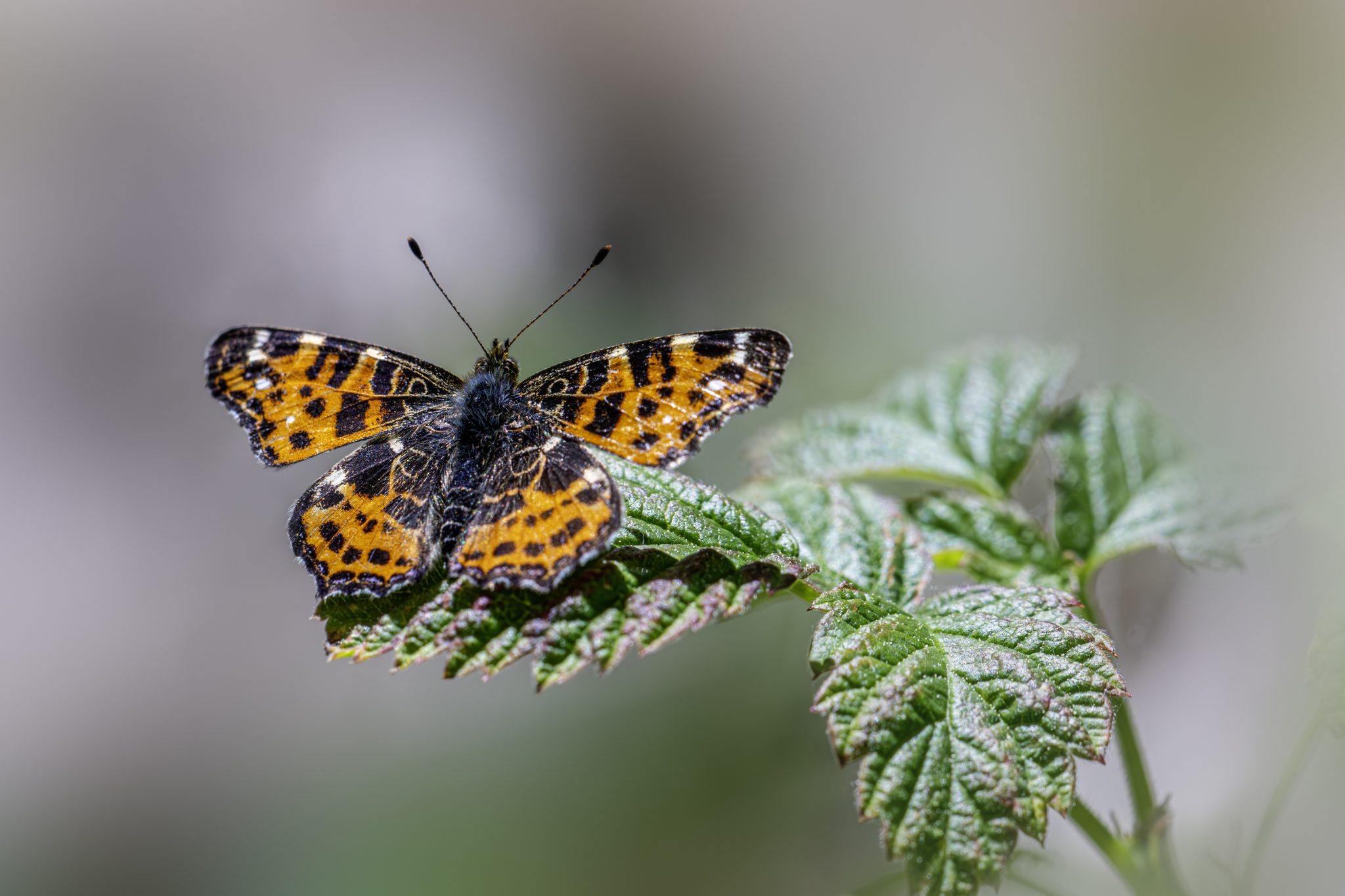 Map butterfly (Araschnia levana)