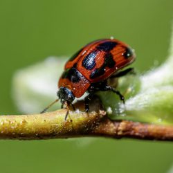 American Aspen Beetle (Gonioctena viminalis)
