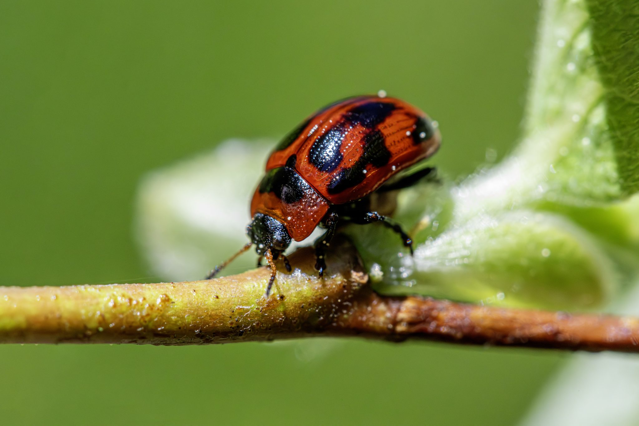 American Aspen Beetle (Gonioctena viminalis)