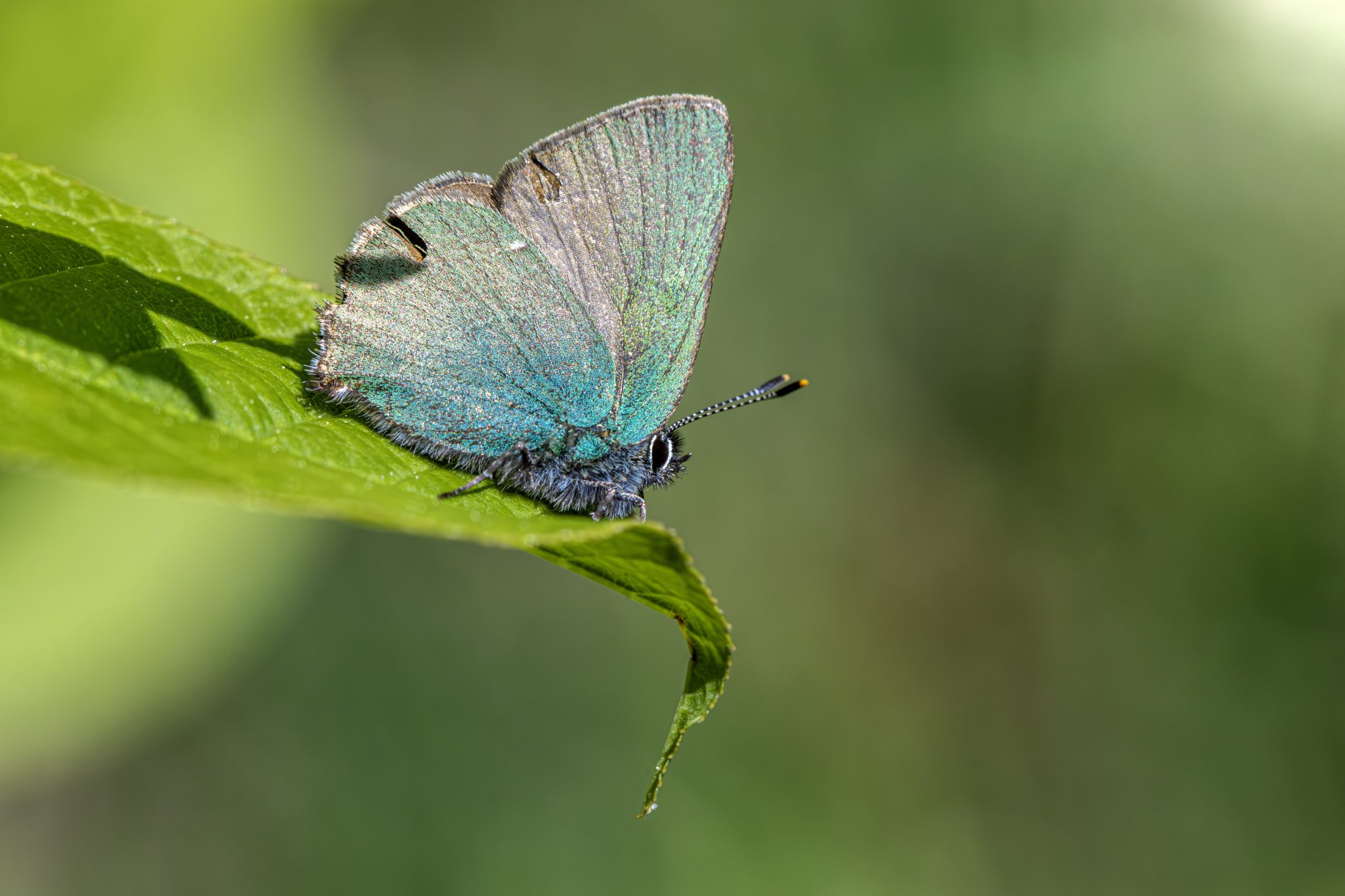 Green hairstreak (Callophrys rubi)