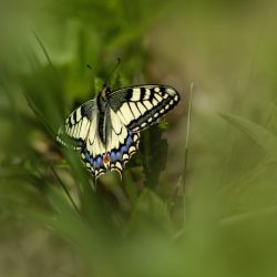 Old World Swallowtail (Papilio machaon)