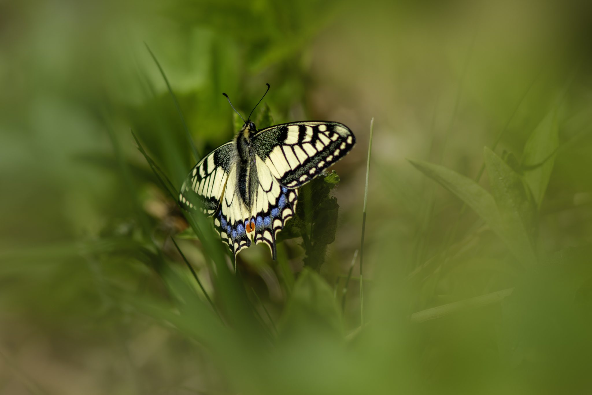 Old World Swallowtail (Papilio machaon)